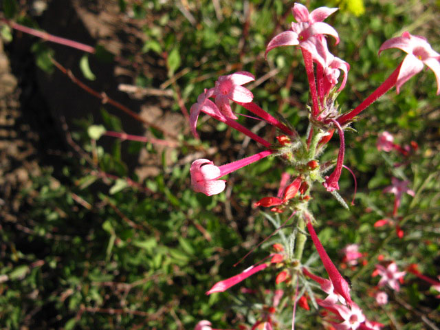 Fuschia, Sonora Peak.
